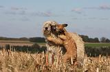 BOUVIER DES ARDENNES 255